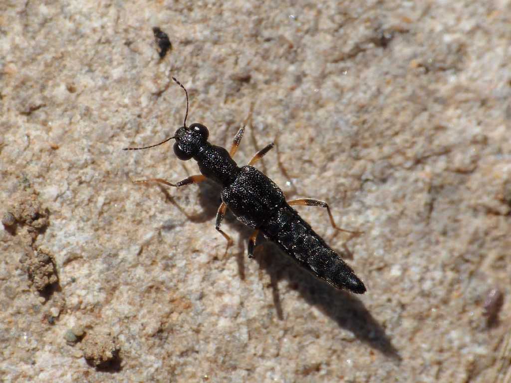Stenus sp. - Tolfa (RM)